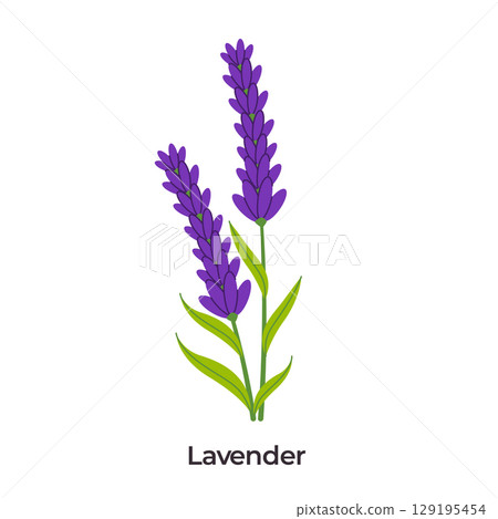 illustration of two lavender sprigs, featuring their iconic long purple flower spikes and slender green leaves, perfect for themes of relaxation and aromatherapy 129195454