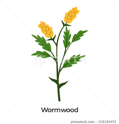 illustration of Wormwood Artemisia absinthium feathery green leaves and yellowish gold clustered flower spikes on a white background often used in herbal remedies 129195455