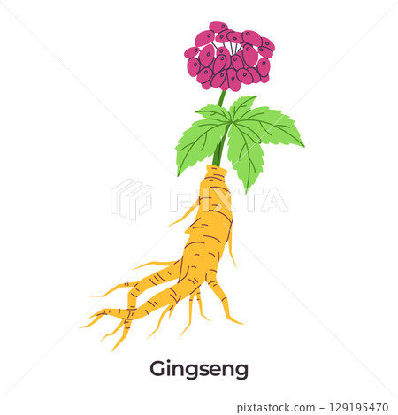 Ginseng medicinal plant gnarled yellow root green leaves a clean white background 129195470