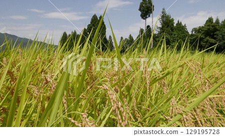 Rice panicle of paddy field 129195728