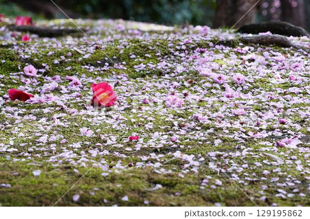 散落的山茶花和梅花 129195862