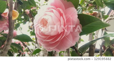美麗的粉紅色山茶花 美麗的粉紅色山茶花 129195882