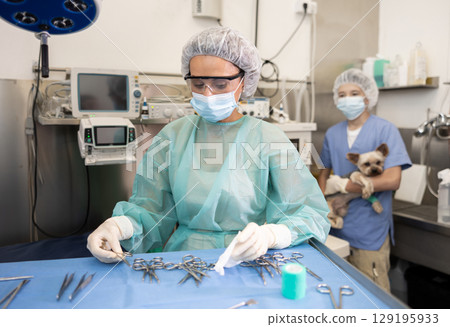 Woman veterinarian in full protective gear arranges instrument on desktop, prepares to treat patient Woman veterinarian in full protective gear arranges instrument on desktop, prepares to treat patient 129195933