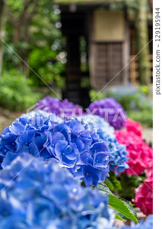 Blue and red hydrangeas and a watermill 129195944