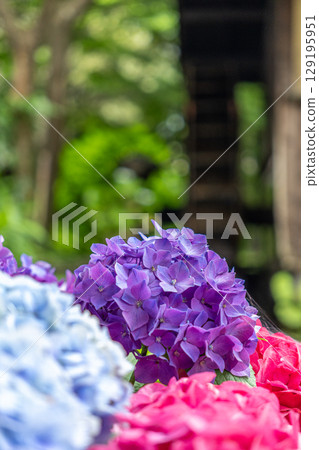 開花在一個老私有房子裡的八仙花屬 129195951