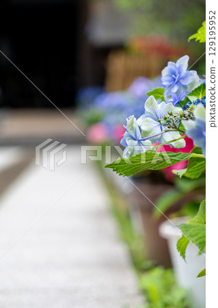 石板路旁的繡球花「足裡五瀨戶屋敷」（神奈川縣足柄上郡海成町） 129195952