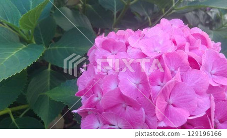 美麗的粉紅色繡球花 美麗的粉紅色繡球花 129196166