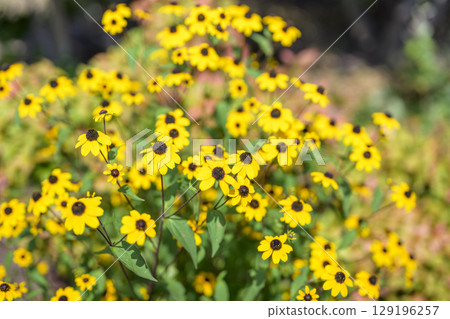金光菊夏季黃色花朵圖像 金光菊夏季黃色花朵圖像 129196257
