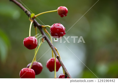 Red cherries with water droplets hanging from a branch, creating a stunning macro shot. Red cherries with water droplets hanging from a branch, creating a stunning macro shot. 129196442
