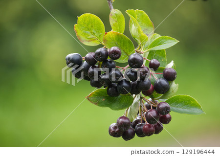A cluster of ripe aronia berries hangs from a leafy branch in sunlight. A cluster of ripe aronia berries hangs from a leafy branch in sunlight. 129196444
