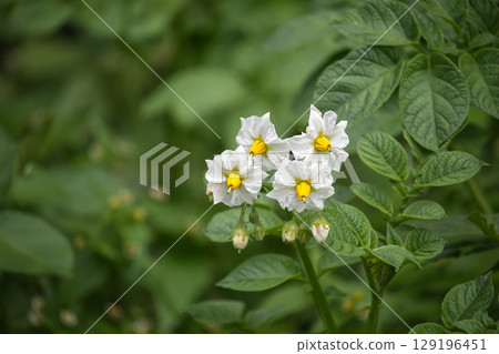 A beautiful display of potato flowers in full bloom, showcasing nature's delicate beauty. 129196451
