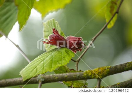 Close-up view of fresh hazelnuts growing on a branch with lush green leaves. Close-up view of fresh hazelnuts growing on a branch with lush green leaves. 129196452