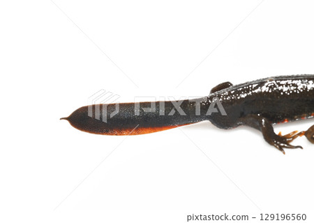 Male red-bellied newt tail on white background 129196560