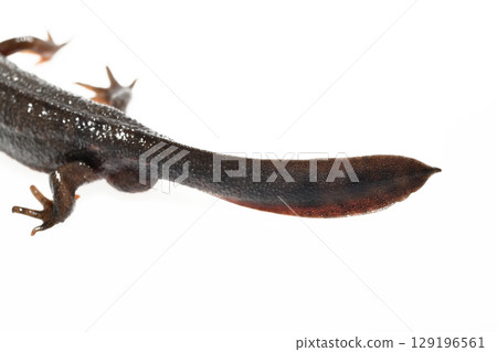 Male red-bellied newt tail on white background 129196561