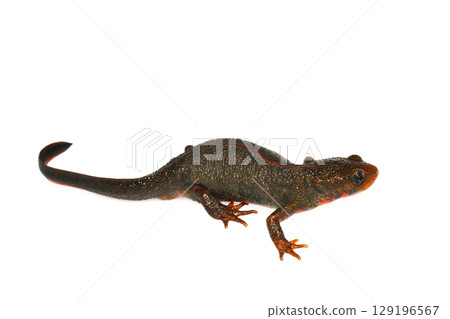 Female red-bellied newt, whole body, white background, right side view 129196567