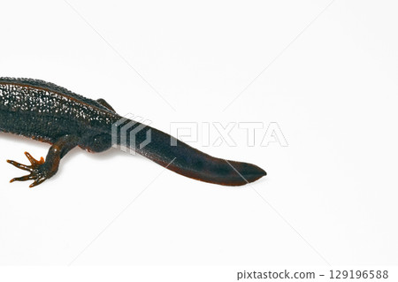 Male red-bellied newt tail on white background 129196588