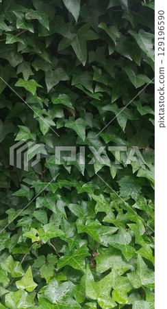 Ivy among green leaves Ivy among green leaves 129196590