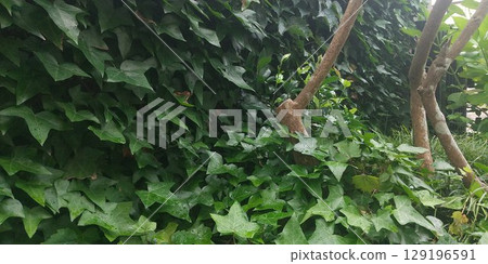 Ivy Wild Plant Ivy Wild Plant 129196591