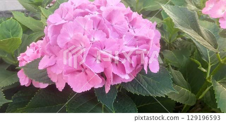 Vivid pink hydrangea Vivid pink hydrangea 129196593