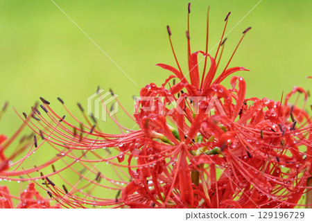Beautifully blooming cluster amaryllis flowers shining in the rays of light after the autumn rain. Cluster amaryllis tourist spot, Isaka Ward Cluster Amaryllis Village Beautifully blooming cluster amaryllis flowers shining in the rays of light after the autumn rain. Cluster amaryllis tourist spot, Isaka Ward Cluster Amaryllis Village 129196729