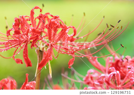 Beautifully blooming cluster amaryllis flowers shining in the rays of light after the autumn rain. Cluster amaryllis tourist spot, Isaka Ward Cluster Amaryllis Village Beautifully blooming cluster amaryllis flowers shining in the rays of light after the autumn rain. Cluster amaryllis tourist spot, Isaka Ward Cluster Amaryllis Village 129196731