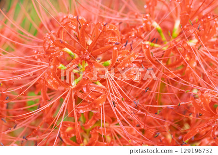 Beautifully blooming cluster amaryllis flowers shining in the rays of light after the autumn rain. Cluster amaryllis tourist spot, Isaka Ward Cluster Amaryllis Village Beautifully blooming cluster amaryllis flowers shining in the rays of light after the autumn rain. Cluster amaryllis tourist spot, Isaka Ward Cluster Amaryllis Village 129196732