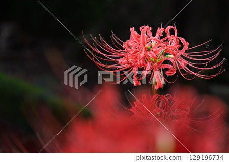Beautifully blooming cluster amaryllis flowers shining in the rays of light after the autumn rain. Cluster amaryllis tourist spot, Isaka Ward Cluster Amaryllis Village 129196734
