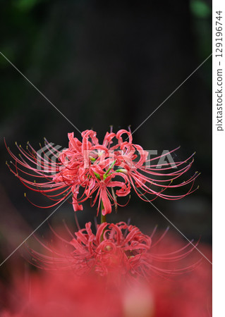 秋雨過後，美麗的石蒜花在陽光下綻放。石蒜花的旅遊勝地，伊坂區石蒜花村 129196744