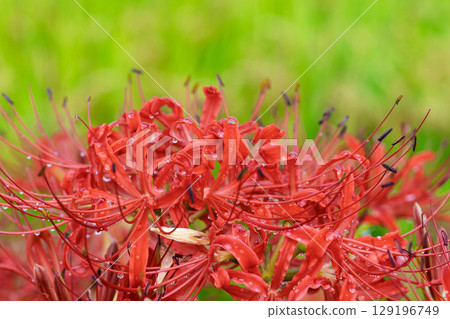 秋雨過後，美麗的石蒜花在陽光下綻放。石蒜花的旅遊勝地，伊坂區石蒜花村 129196749