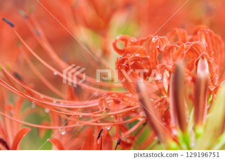 Beautifully blooming cluster amaryllis flowers shining in the rays of light after the autumn rain. Cluster amaryllis tourist spot, Isaka Ward Cluster Amaryllis Village Beautifully blooming cluster amaryllis flowers shining in the rays of light after the autumn rain. Cluster amaryllis tourist spot, Isaka Ward Cluster Amaryllis Village 129196751