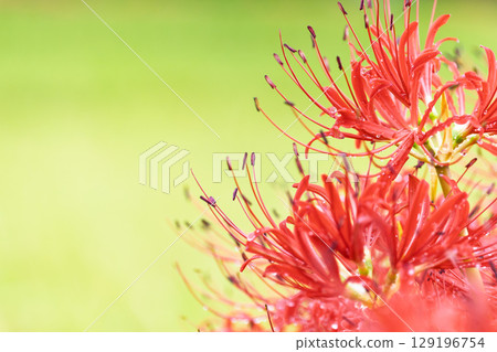 秋雨過後，美麗的石蒜花在陽光下綻放。石蒜花的旅遊勝地，伊坂區石蒜花村 129196754