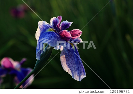 Beautiful pale purple irises close-up in backlight Beautiful pale purple irises close-up in backlight 129196781
