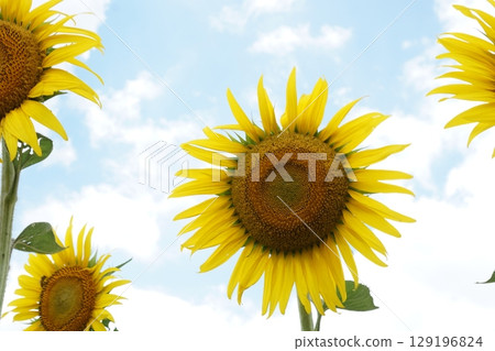 大型夏季向日葵 大型夏季向日葵 129196824