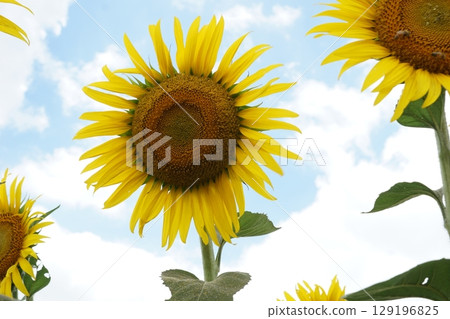 大型夏季向日葵 大型夏季向日葵 129196825