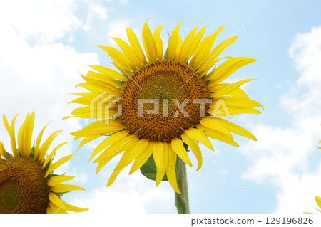 大型夏季向日葵 大型夏季向日葵 129196826