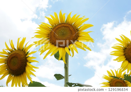 Large summer sunflowers Large summer sunflowers 129196834