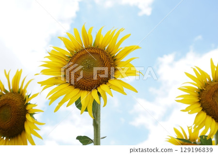 Large summer sunflowers Large summer sunflowers 129196839
