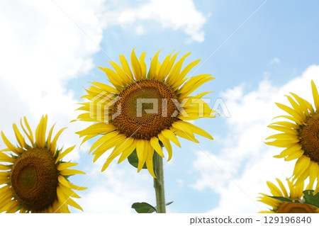 Large summer sunflowers Large summer sunflowers 129196840