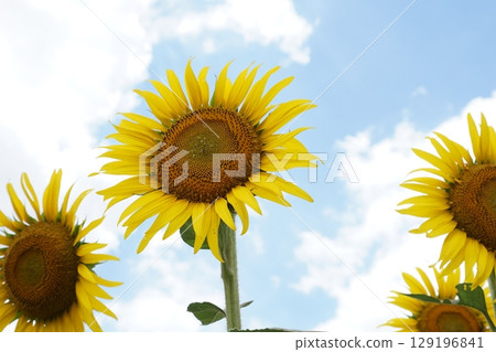Large summer sunflowers Large summer sunflowers 129196841