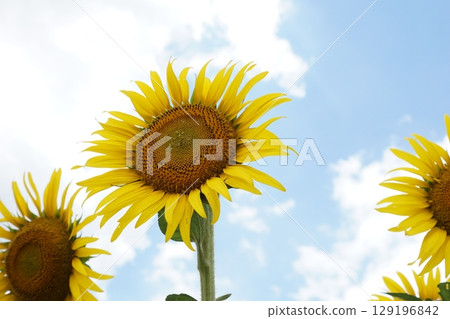 大型夏季向日葵 大型夏季向日葵 129196842