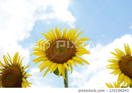 大型夏季向日葵 大型夏季向日葵 129196843