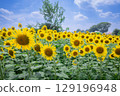 Sunflower field and blue sky 129196948