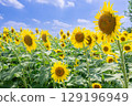 Sunflower clusters and blue sky 129196949