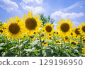 Sunflowers and summer sky 129196950