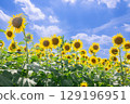 Sunflower and summer sky 129196951