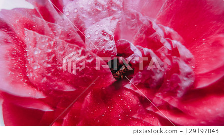 Botany light. Nature bloom. Defocused pink purple color rose flower water droplet flare texture circling on abstract white background. Botany light. Nature bloom. Defocused pink purple color rose flower water droplet flare texture circling on abstract white background. 129197043