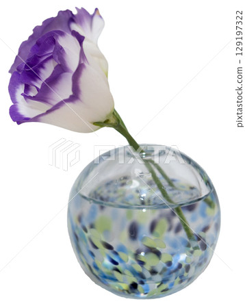 A single purple-edged lisianthus in a cool-toned vase, facing left 129197322