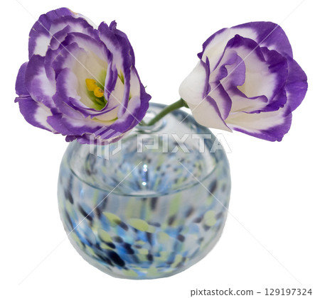 冷色花瓶中插著兩朵紫邊洋桔梗花 冷色花瓶中插著兩朵紫邊洋桔梗花 129197324