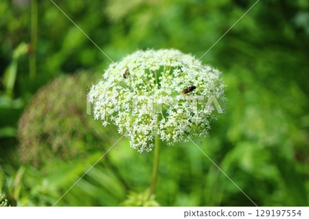 生活在高山荒野的昆蟲與植物 | 反映生命相互連結的景觀 129197554