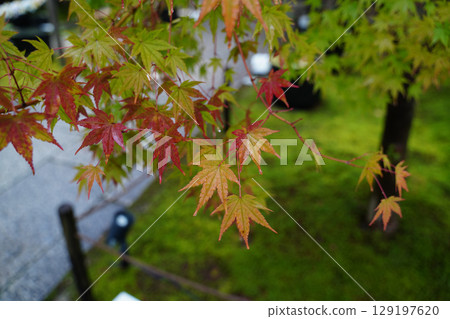 The grounds of Shorinji Temple, a sub-temple of Tofukuji Temple, are filled with the strong signs of autumn. 129197620